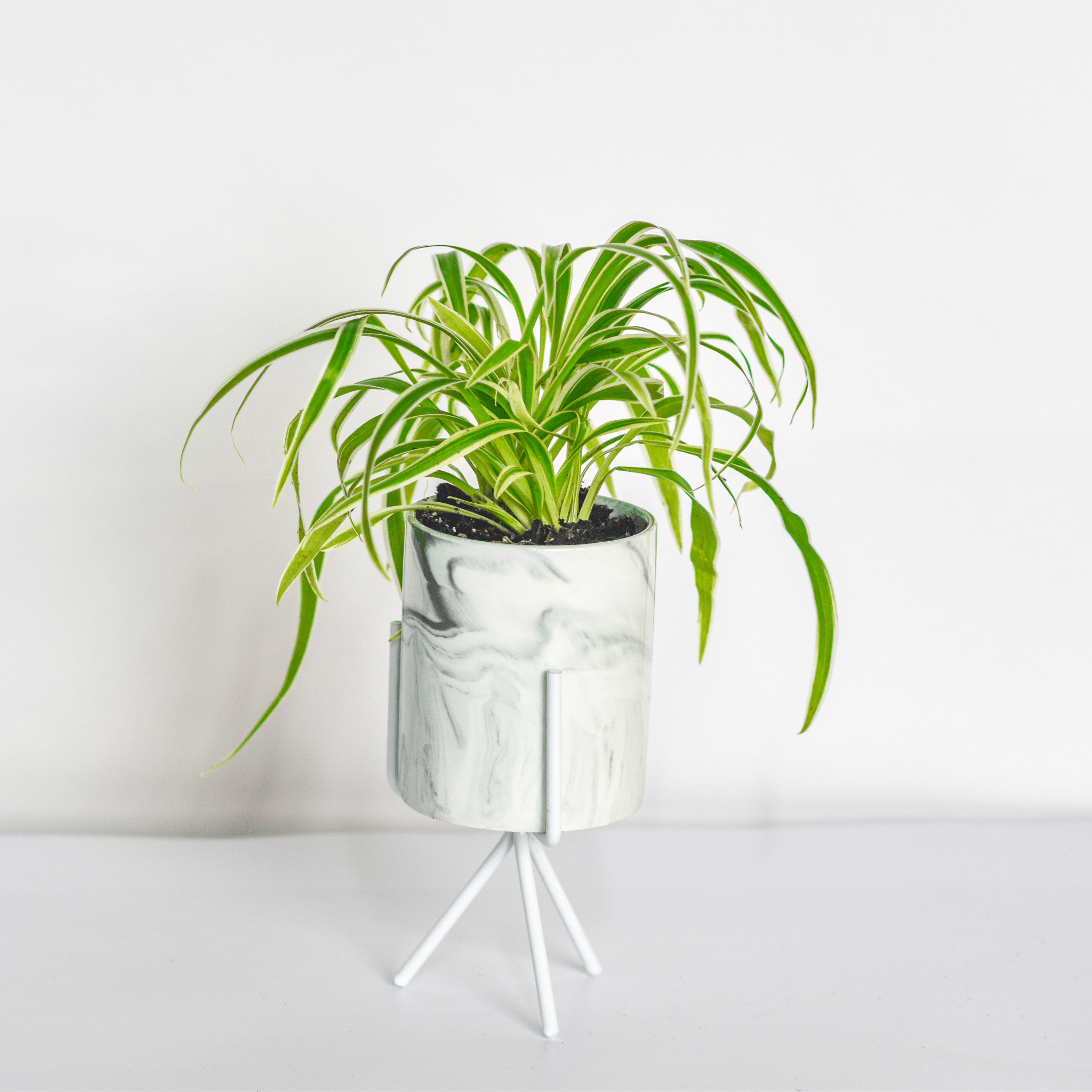 Spider Plant (Chlorophytum comosum) - Cheeky Garden