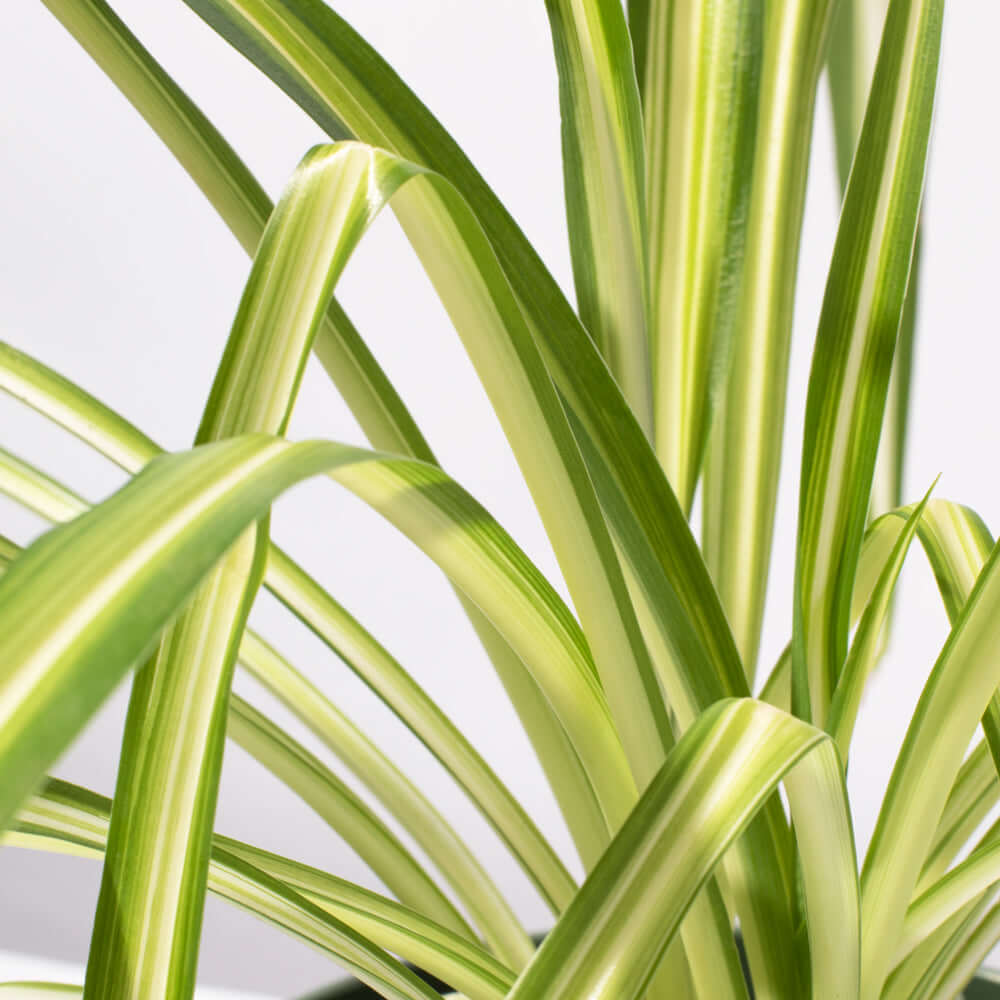 Spider Plant (Chlorophytum comosum) - Cheeky Garden
