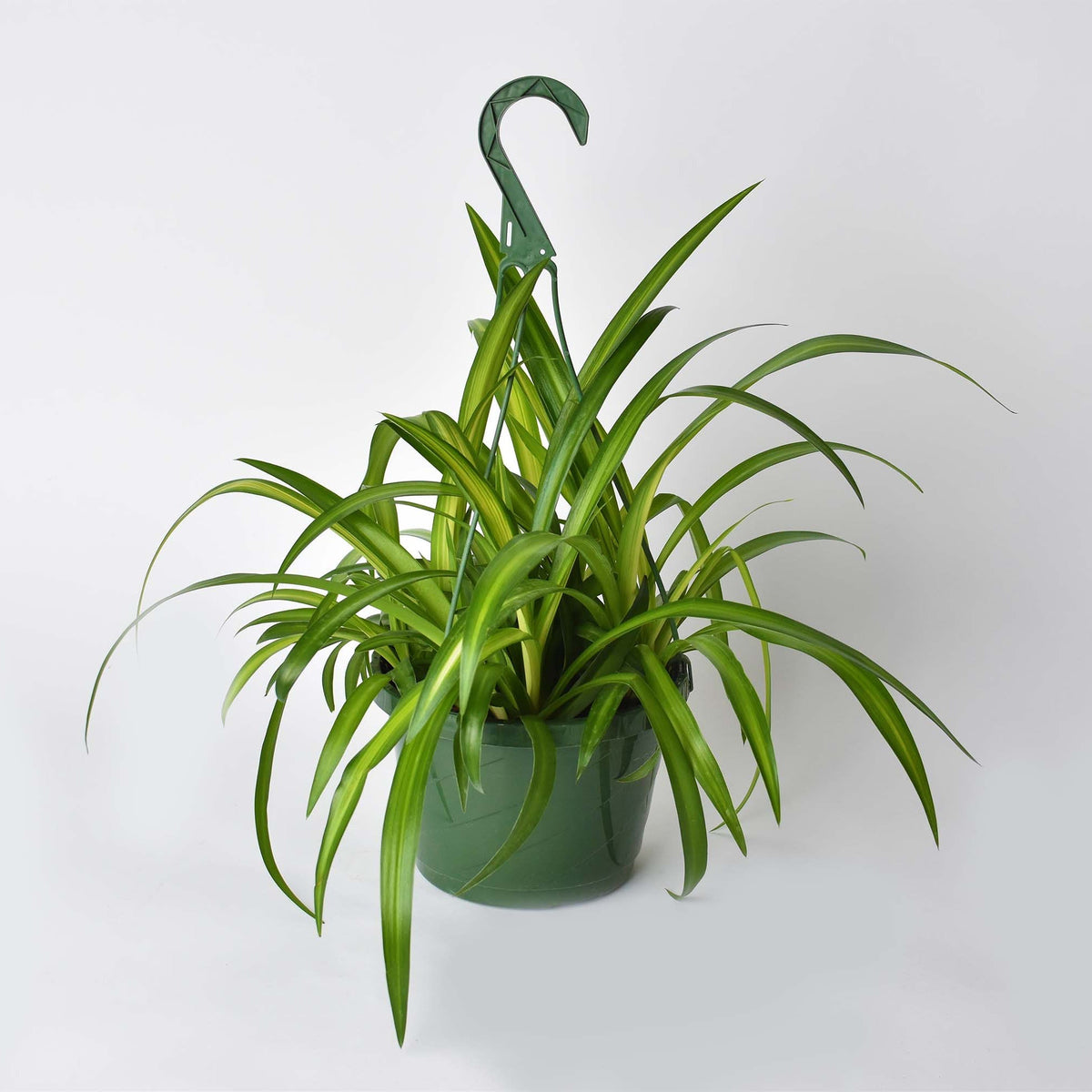 Spider Plant (Chlorophytum comosum) - Cheeky Garden