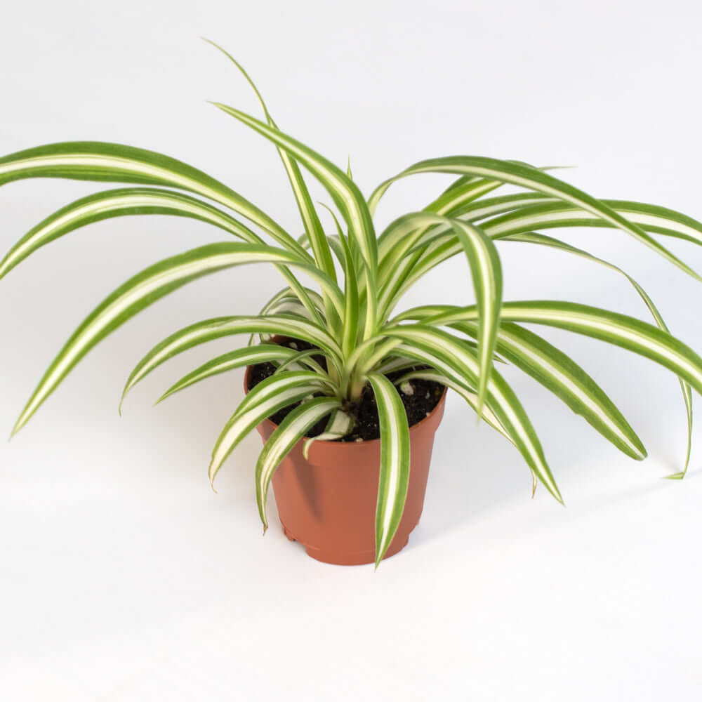 Spider Plant (Chlorophytum comosum) - Cheeky Garden