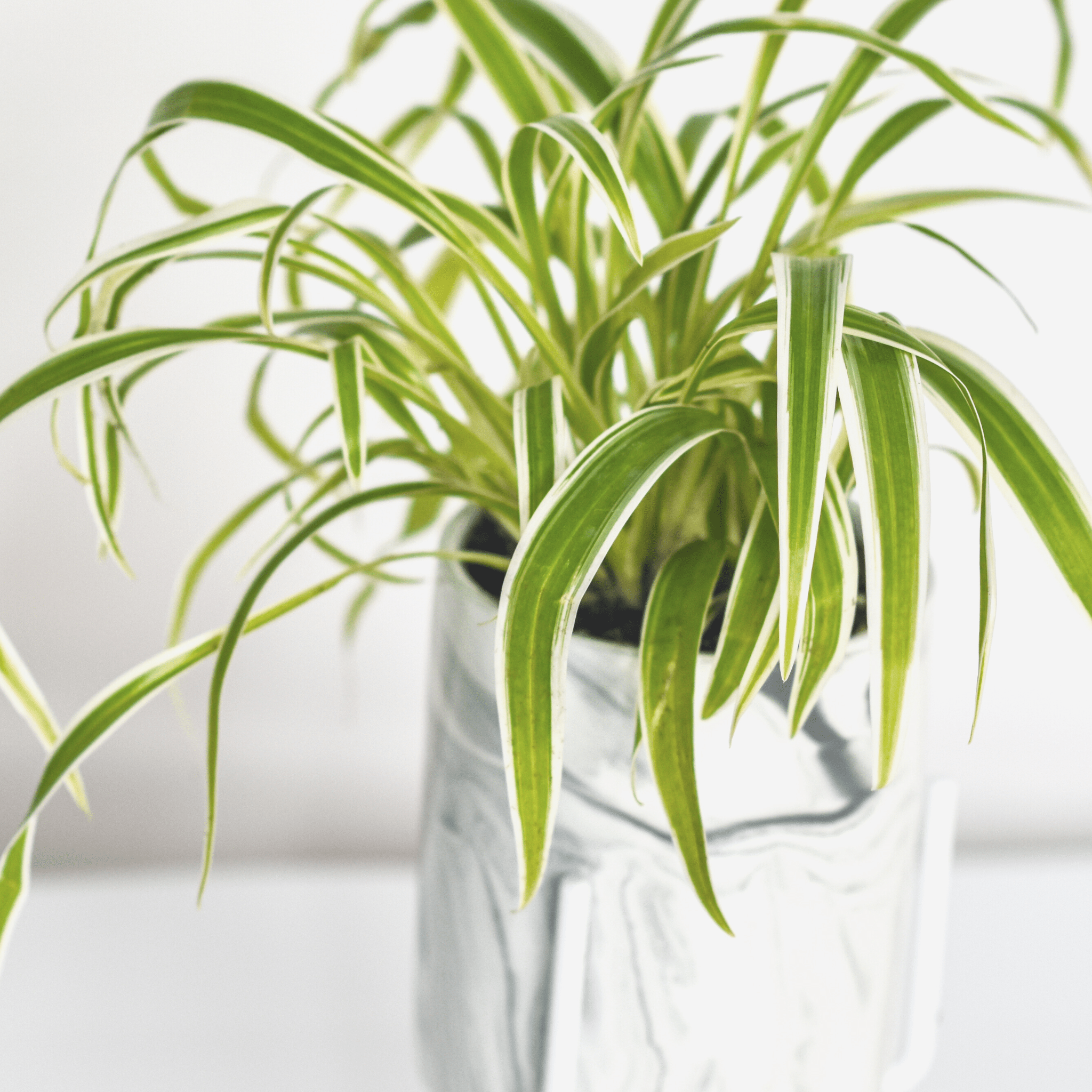 Spider Plant (Chlorophytum comosum) - Cheeky Garden