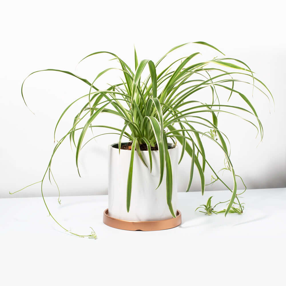 Spider Plant (Chlorophytum comosum) - Cheeky Garden