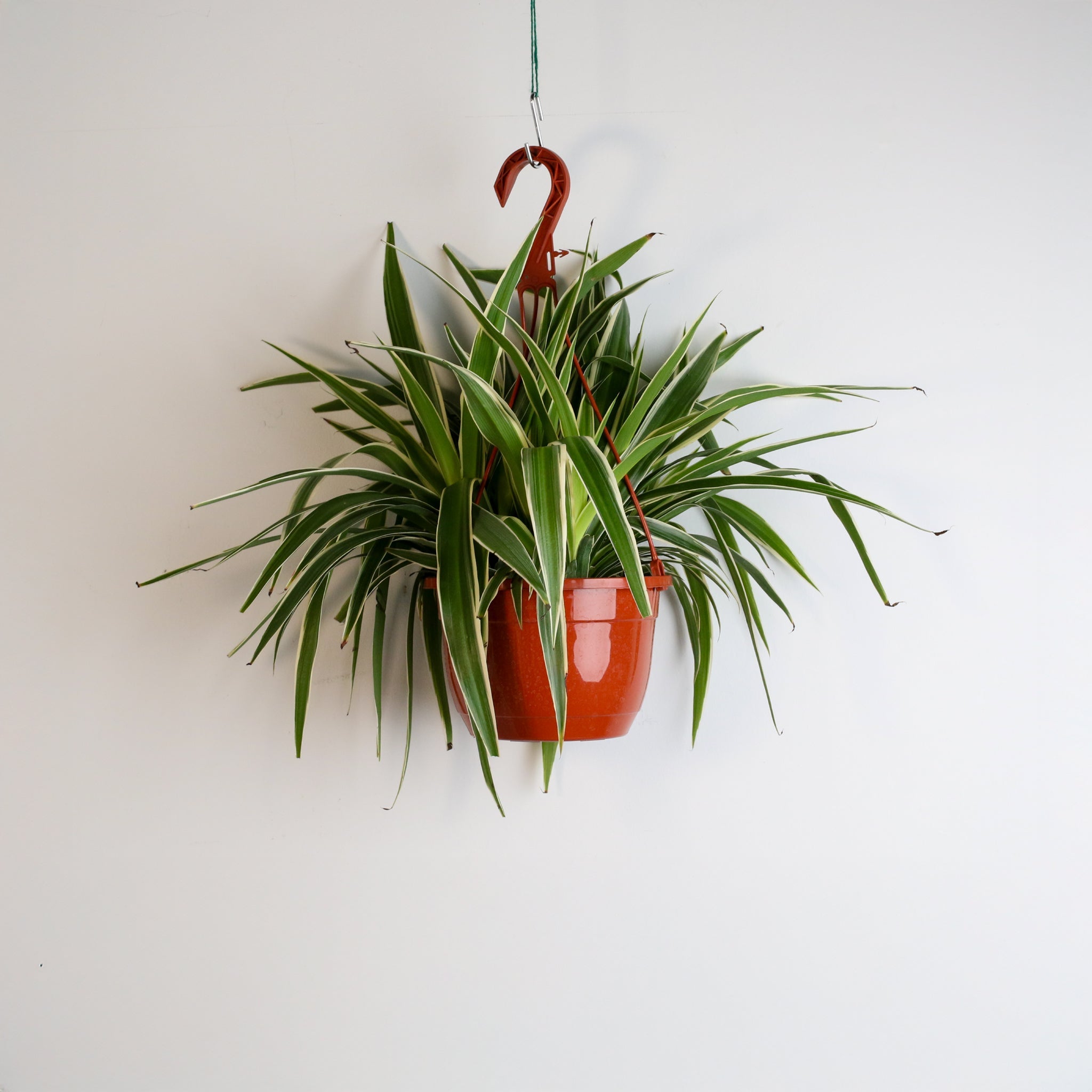Spider Plant (Chlorophytum comosum) - Cheeky Garden