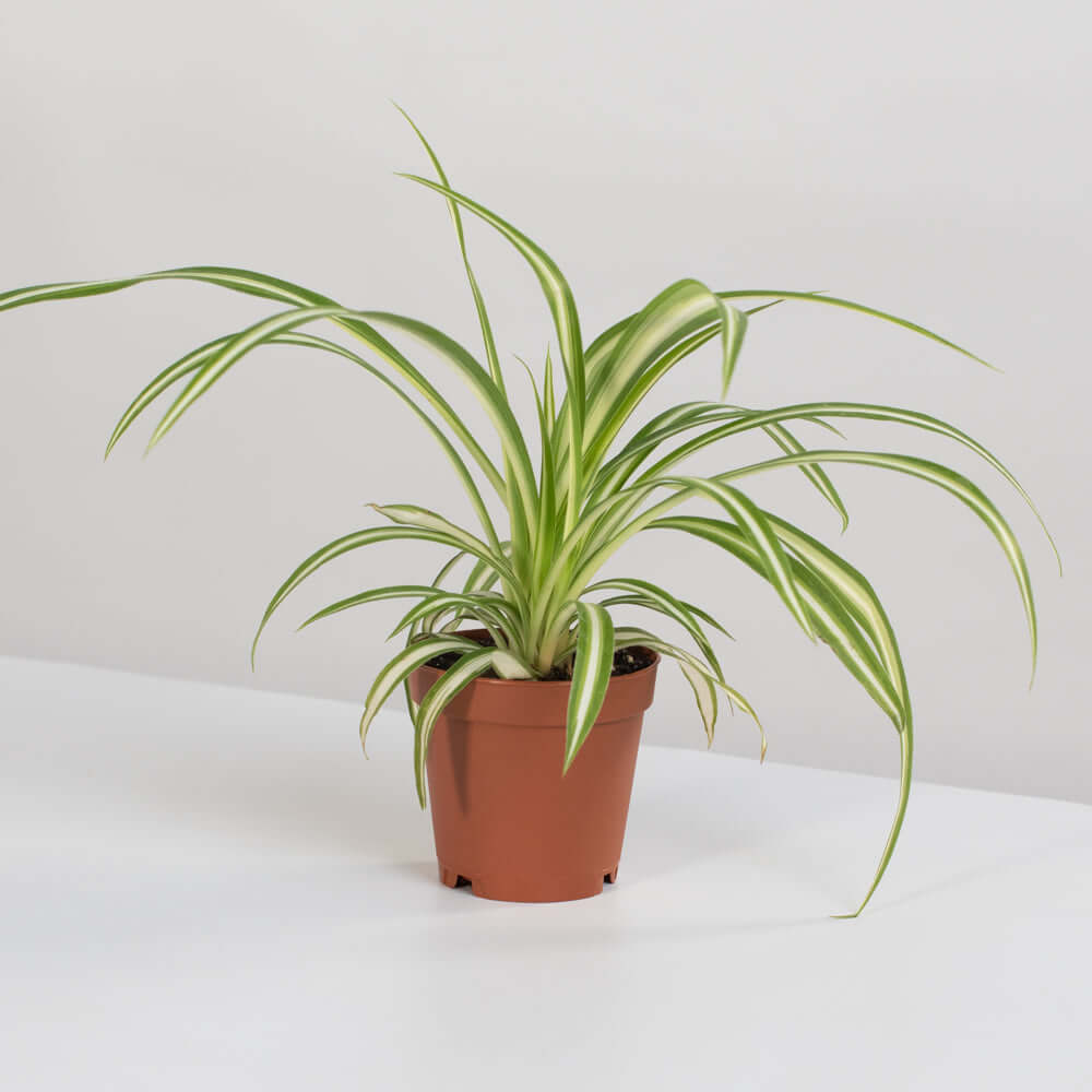 Spider Plant (Chlorophytum comosum) - Cheeky Garden