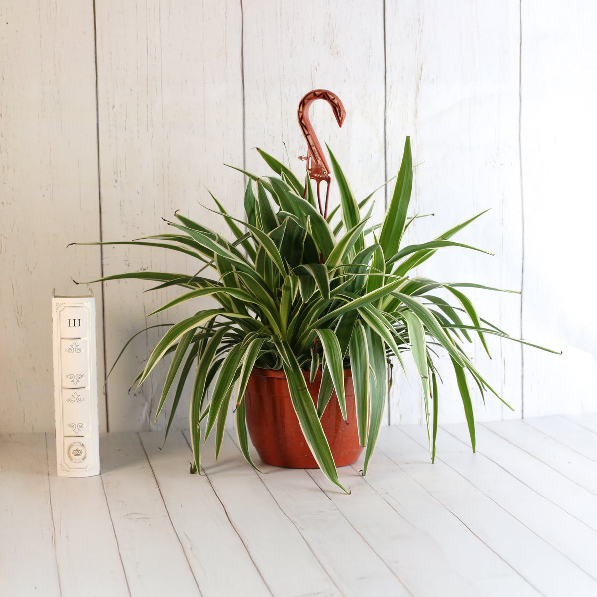 Spider Plant (Chlorophytum comosum) - Cheeky Garden