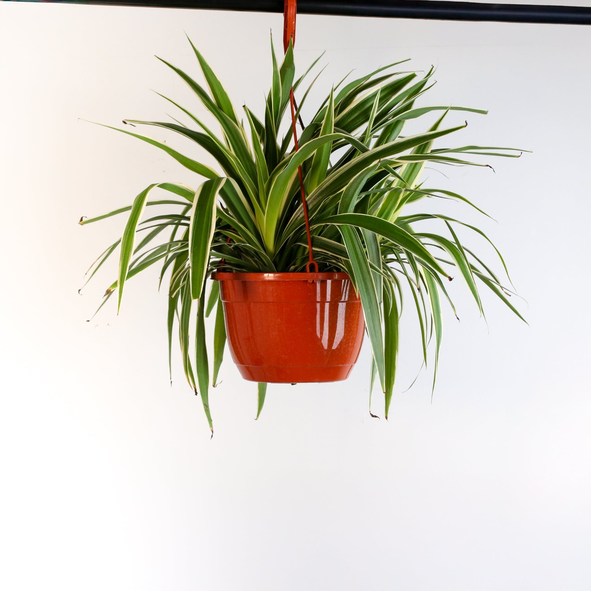 Spider Plant (Chlorophytum comosum) - Cheeky Garden