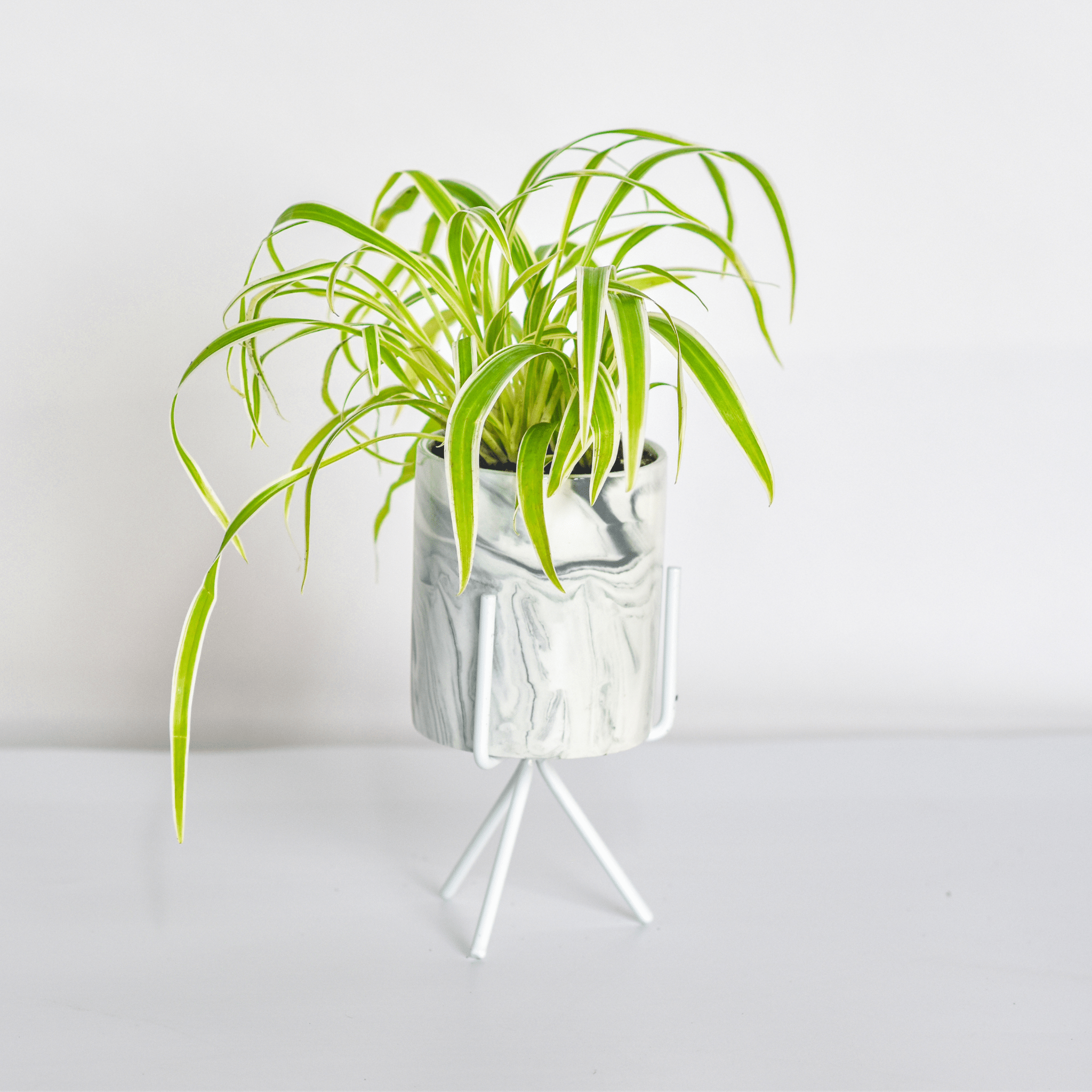 Spider Plant (Chlorophytum comosum) - Cheeky Garden