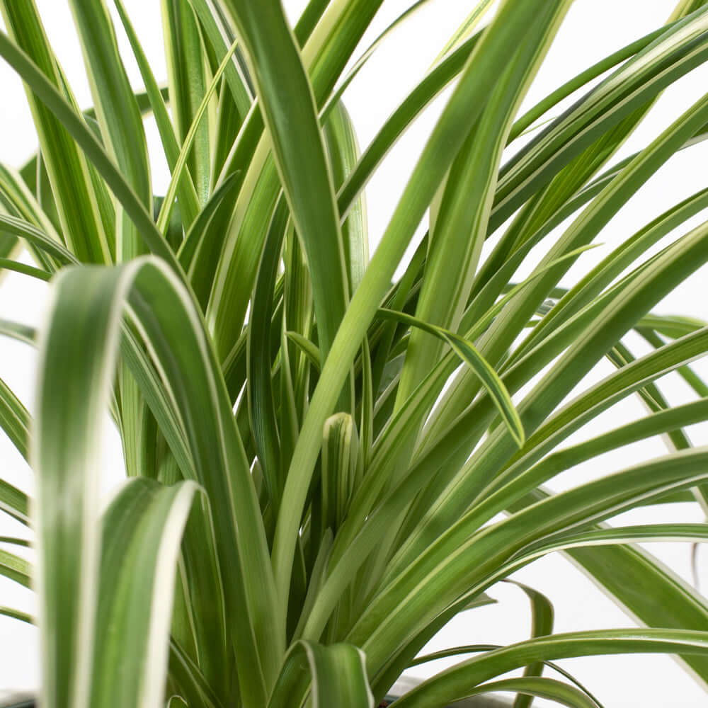 Spider Plant (Chlorophytum comosum) - Cheeky Garden