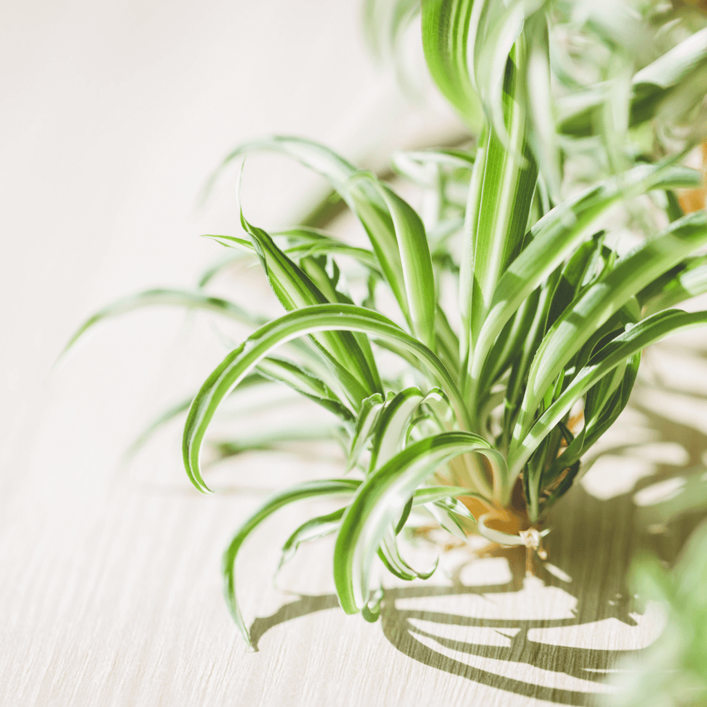 Spider Plant (Chlorophytum comosum) - Cheeky Garden