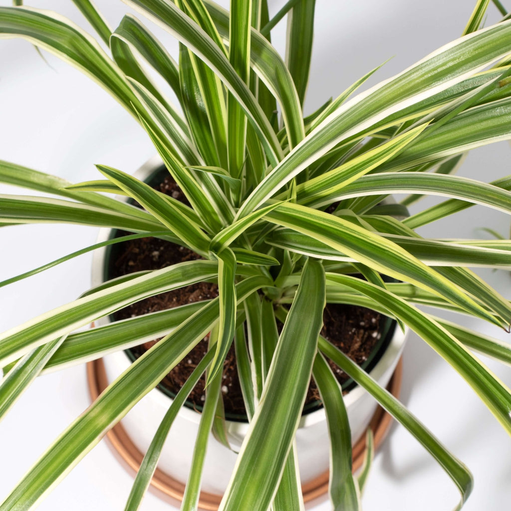 Spider Plant (Chlorophytum comosum) - Cheeky Garden