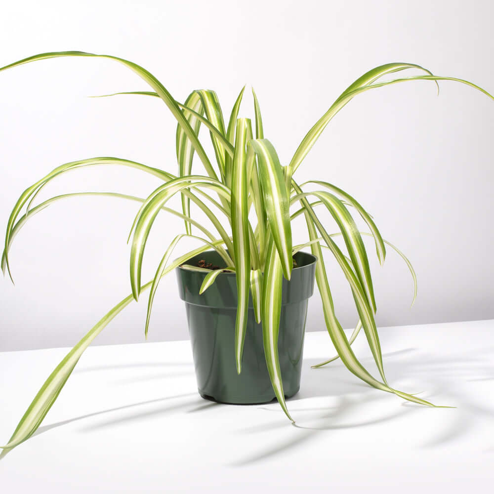Spider Plant (Chlorophytum comosum) - Cheeky Garden