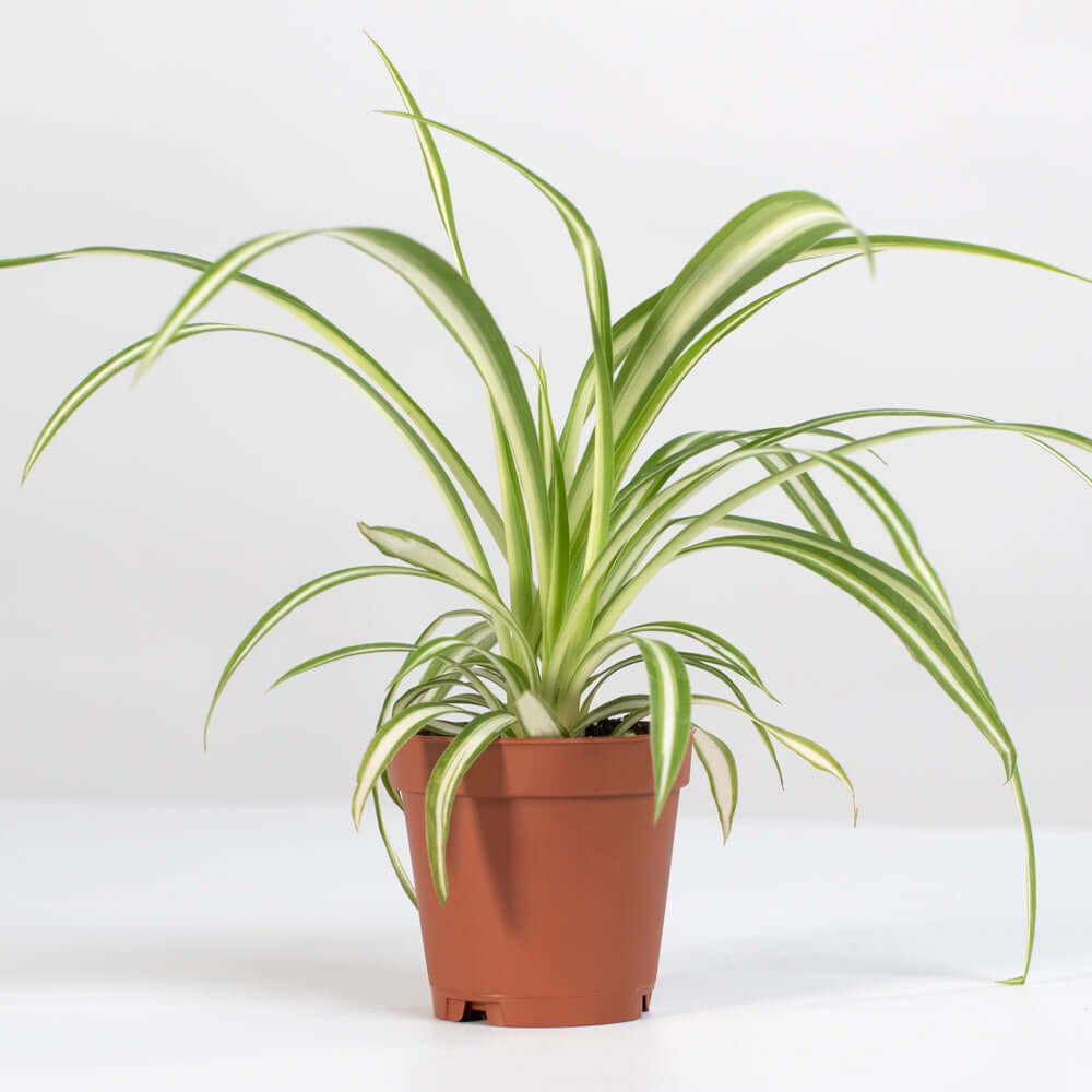 Spider Plant (Chlorophytum comosum) - Cheeky Garden