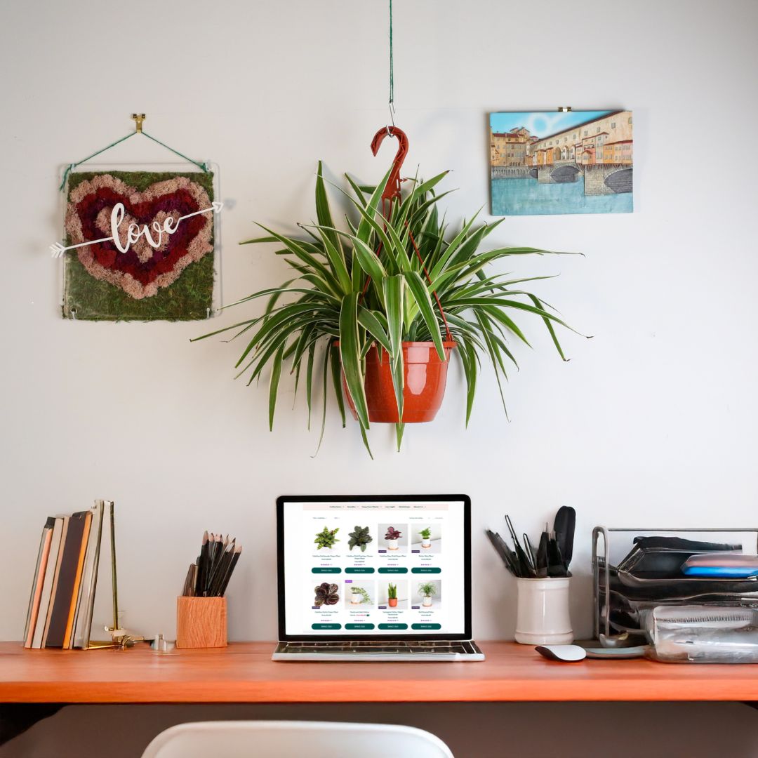Spider Plant (Chlorophytum comosum) - Cheeky Garden
