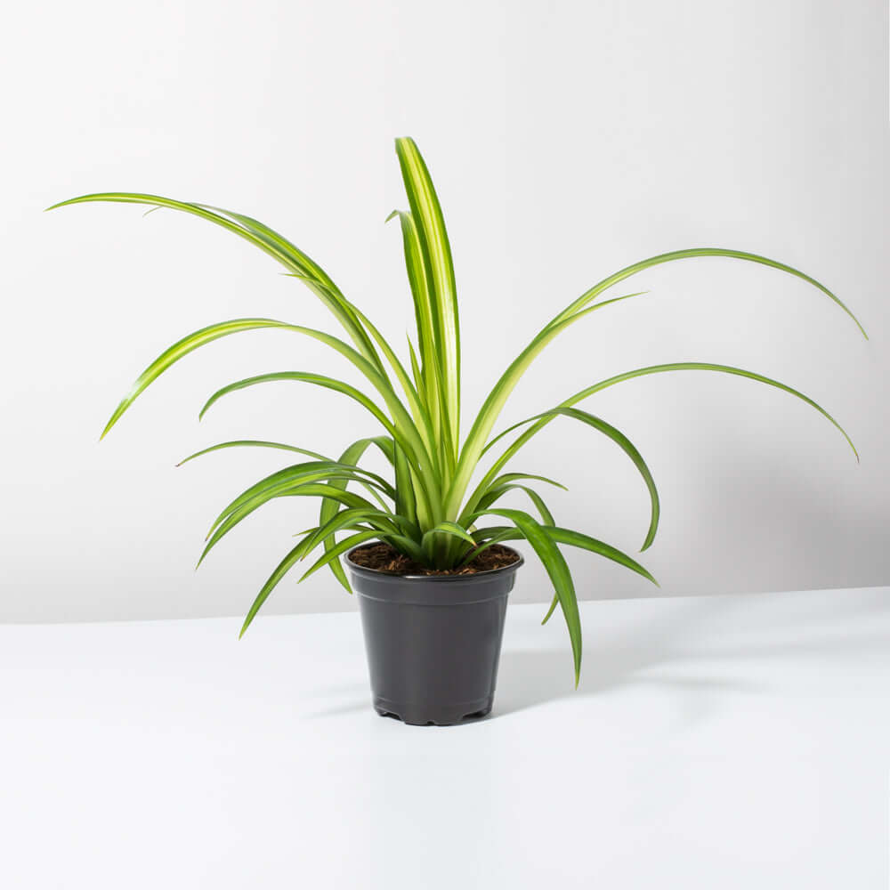 Spider Plant (Chlorophytum comosum) - Cheeky Garden
