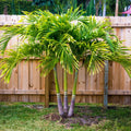 Spindle Palm Tree - Cheeky Garden