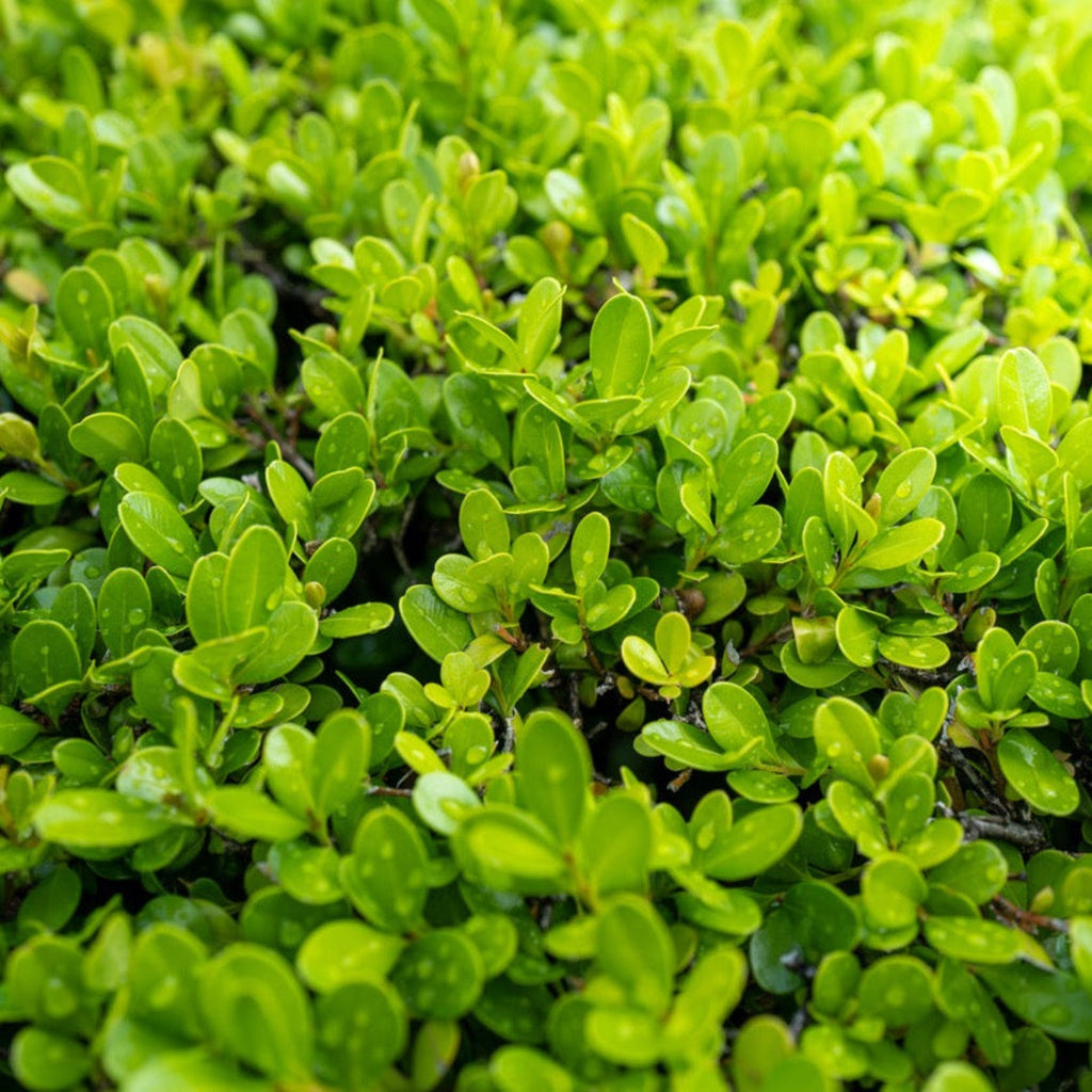 Sprinter® Boxwood - Cheeky Garden