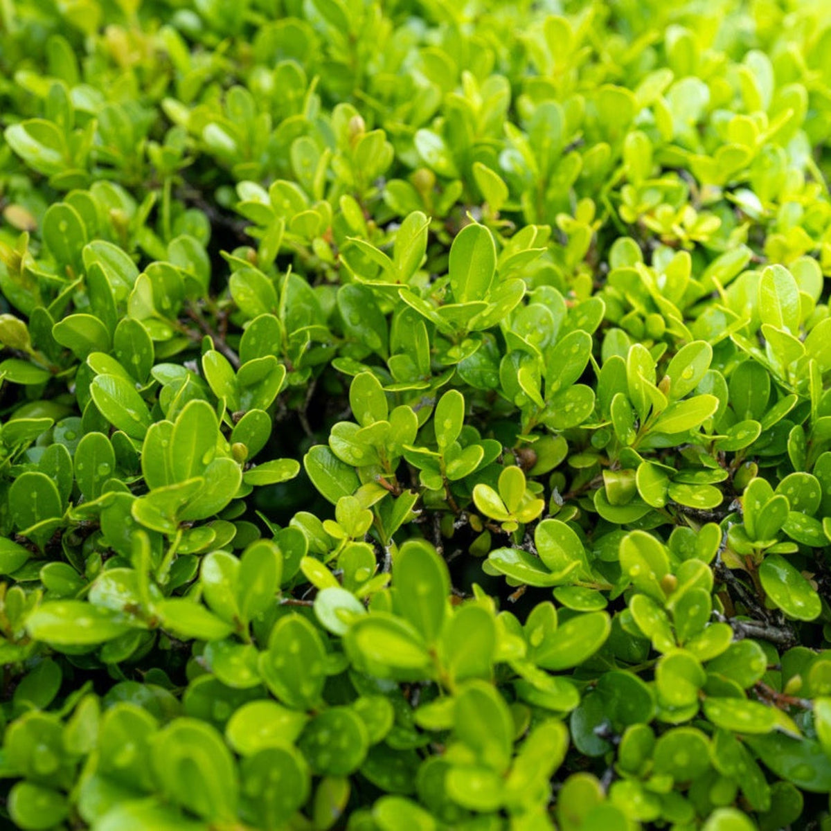 Sprinter® Boxwood - Cheeky Garden
