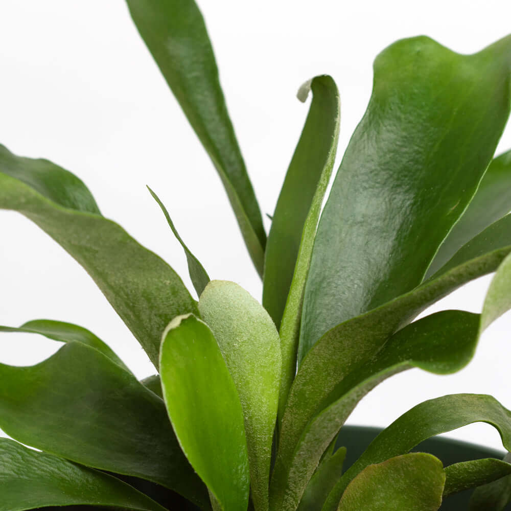 Staghorn Fern (Platycerium bifurcatum ‘Elkhorn’) - Cheeky Garden