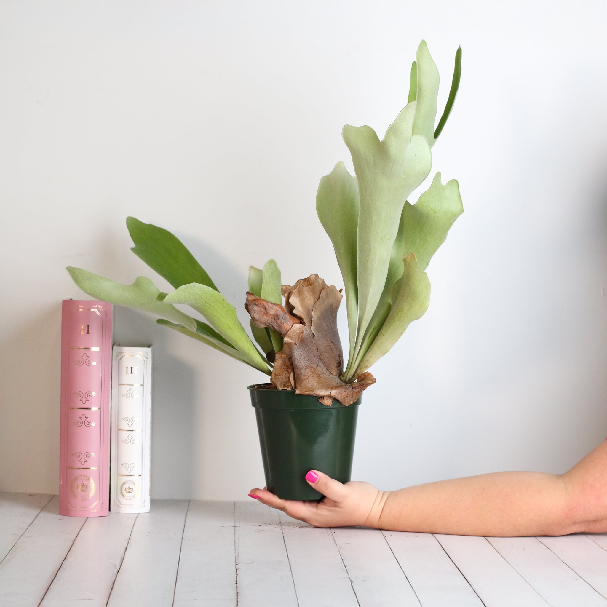 Staghorn Fern (Platycerium bifurcatum ‘Elkhorn’) - Cheeky Garden