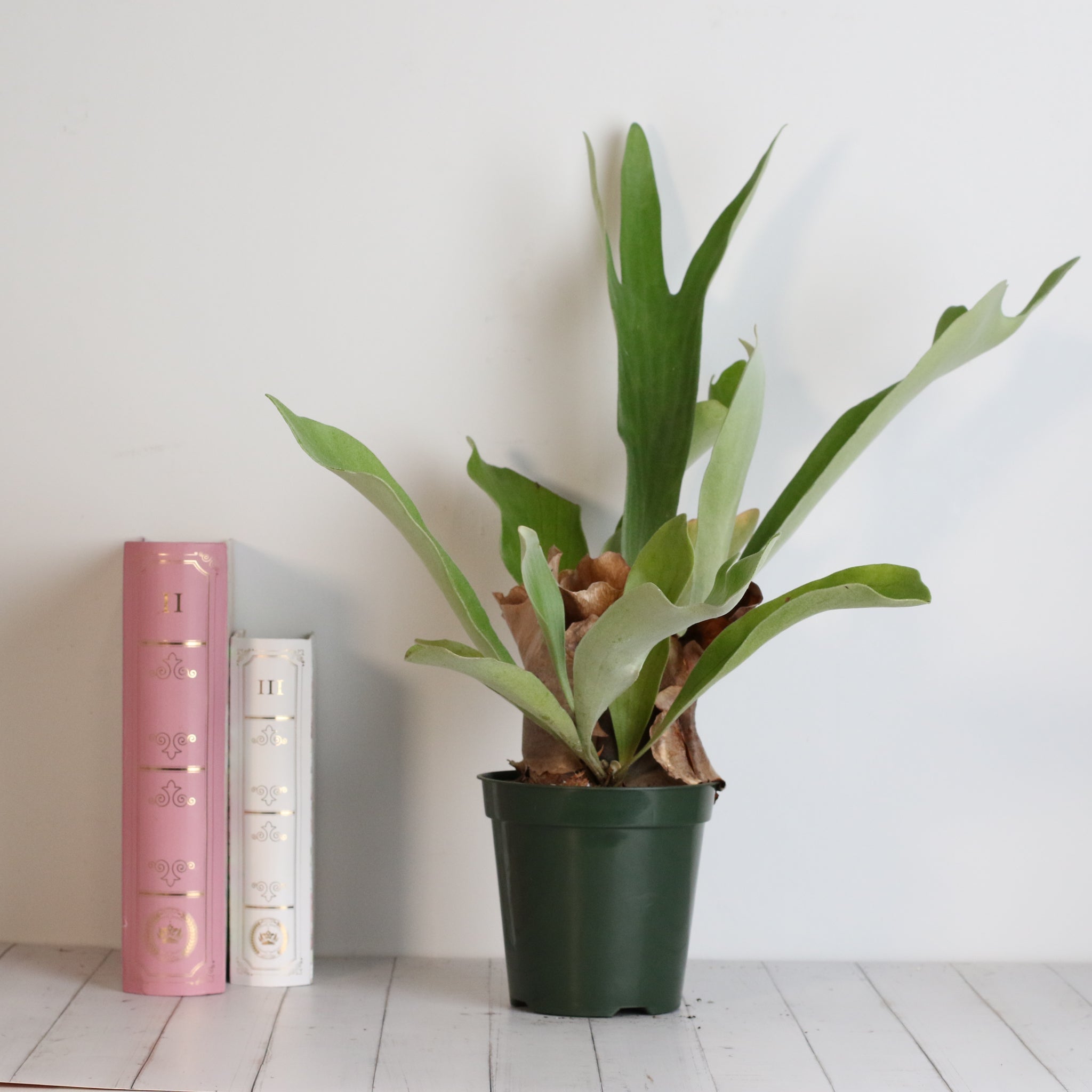 Staghorn Fern (Platycerium bifurcatum ‘Elkhorn’) - Cheeky Garden