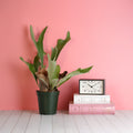 Staghorn Fern (Platycerium bifurcatum ‘Elkhorn’) - Cheeky Garden