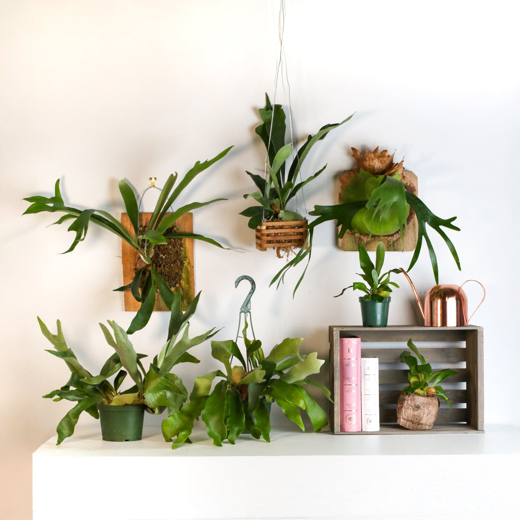 Staghorn Fern (Platycerium bifurcatum ‘Elkhorn’) - Cheeky Garden