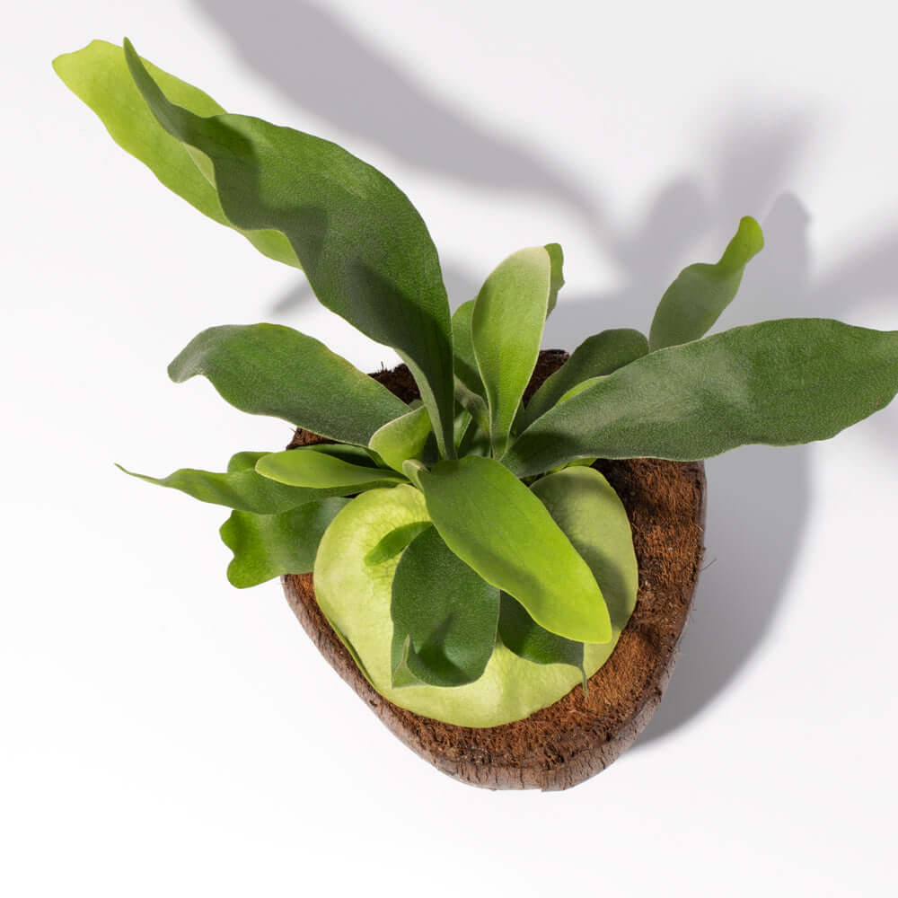 Staghorn Fern (Platycerium bifurcatum ‘Elkhorn’) - Cheeky Garden
