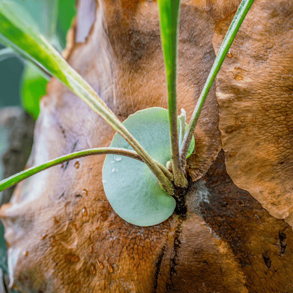Staghorn Fern (Platycerium bifurcatum ‘Elkhorn’) - Cheeky Garden
