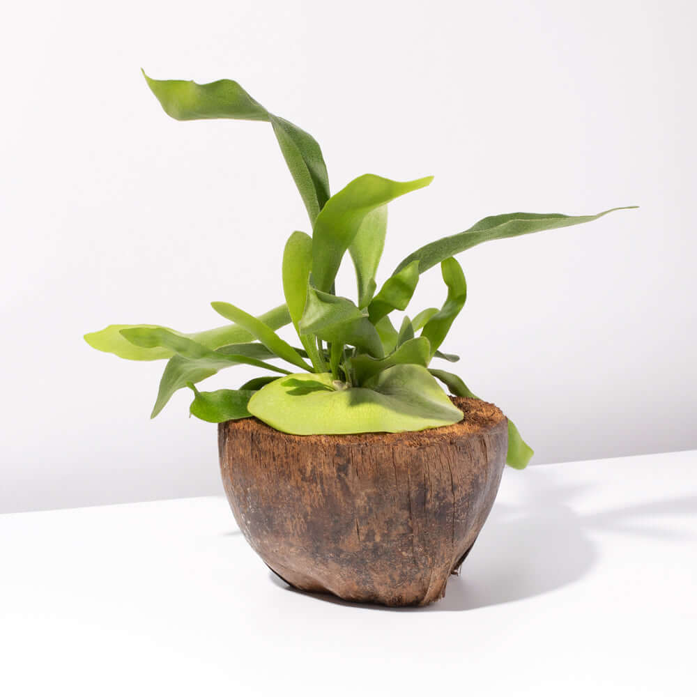 Staghorn Fern (Platycerium bifurcatum ‘Elkhorn’) - Cheeky Garden