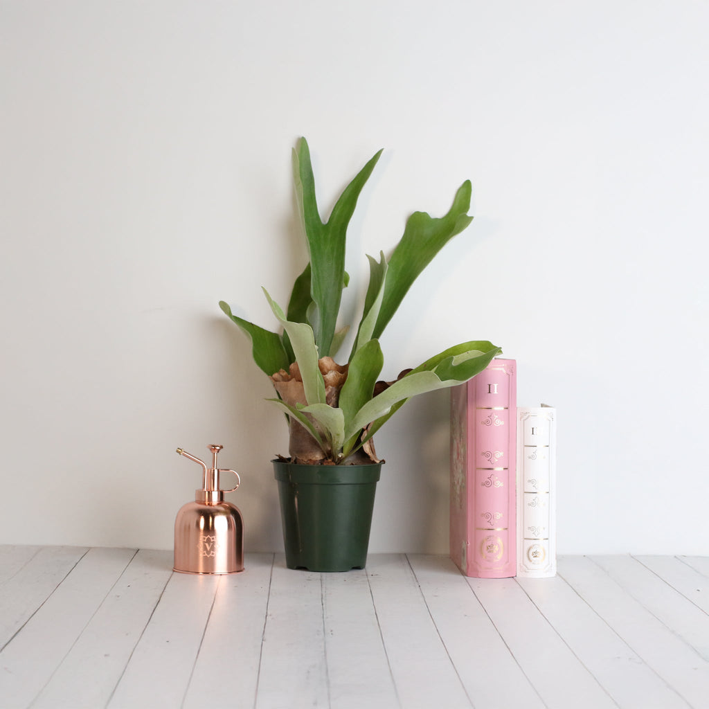 Staghorn Fern (Platycerium bifurcatum ‘Elkhorn’) - Cheeky Garden