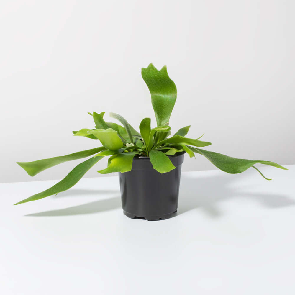 Staghorn Fern (Platycerium bifurcatum ‘Elkhorn’) - Cheeky Garden