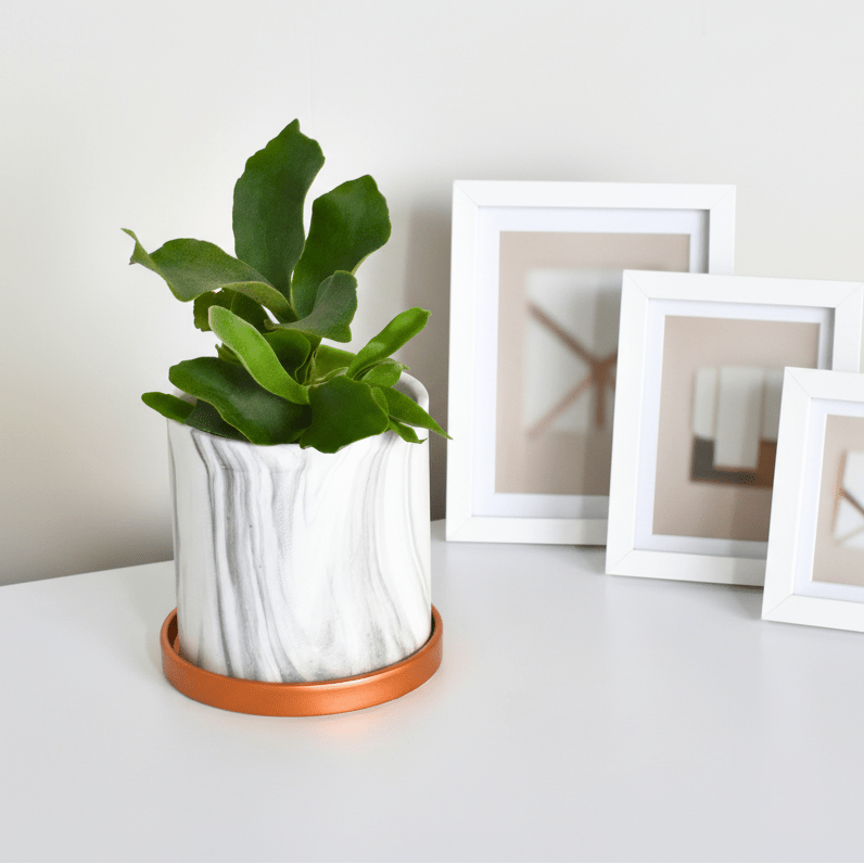 Staghorn Fern (Platycerium bifurcatum ‘Elkhorn’) - Cheeky Garden