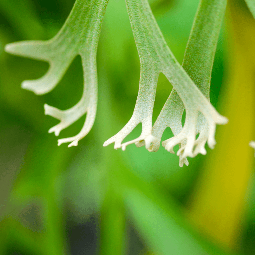 Staghorn Fern (Platycerium bifurcatum ‘Elkhorn’) - Cheeky Garden