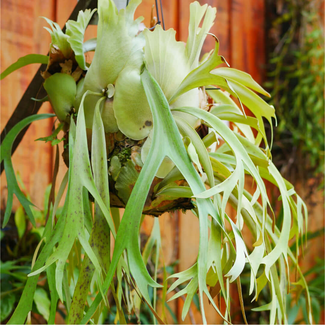 Staghorn Fern (Platycerium bifurcatum ‘Elkhorn’) - Cheeky Garden