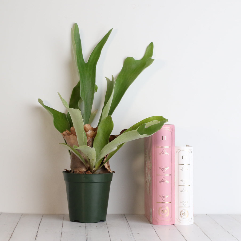 Staghorn Fern (Platycerium bifurcatum ‘Elkhorn’) - Cheeky Garden