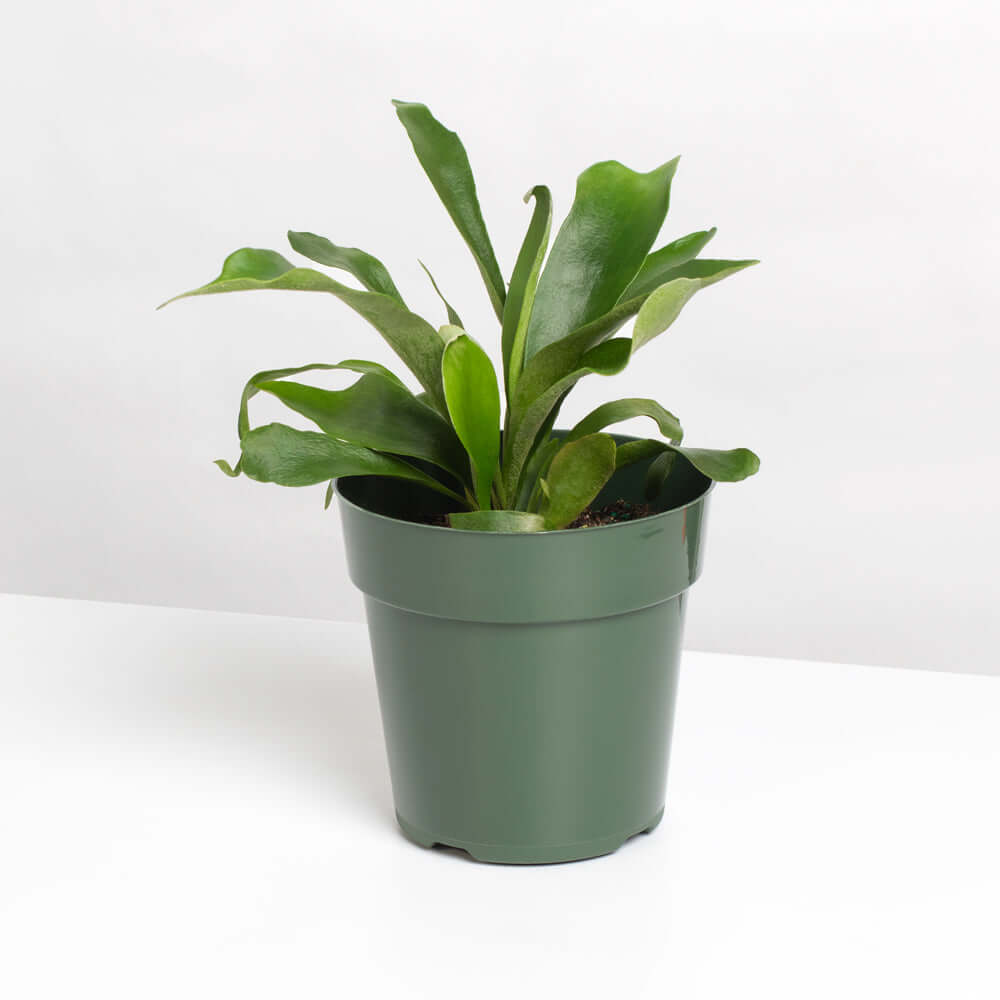Staghorn Fern (Platycerium bifurcatum ‘Elkhorn’) - Cheeky Garden