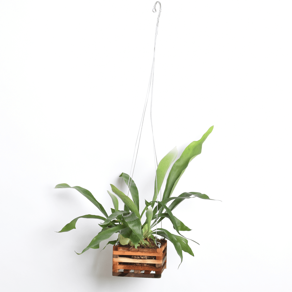 Staghorn Fern (Platycerium bifurcatum ‘Elkhorn’) - Cheeky Garden