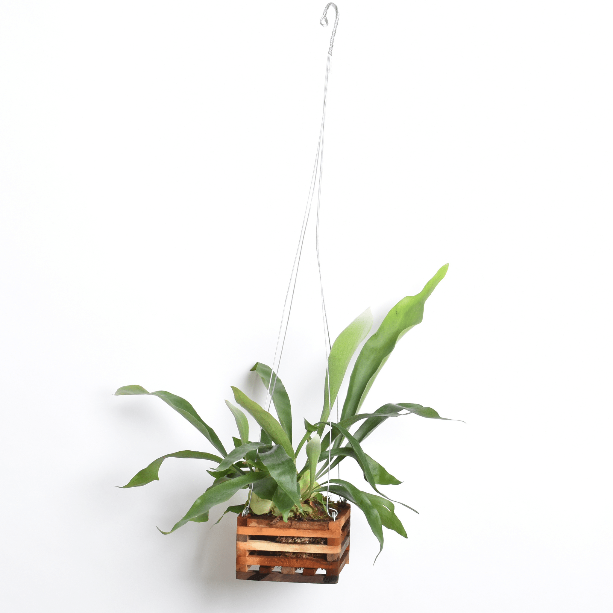 Staghorn Fern (Platycerium bifurcatum ‘Elkhorn’) - Cheeky Garden