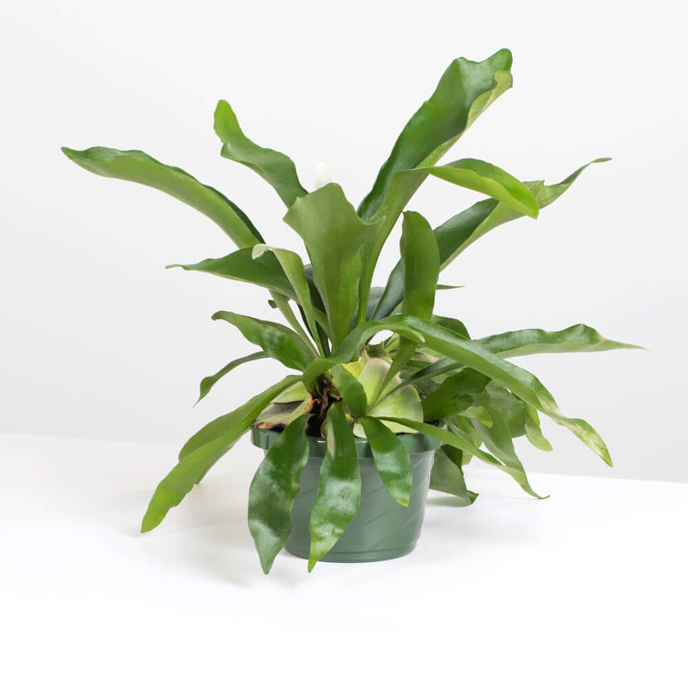 Staghorn Fern (Platycerium bifurcatum ‘Elkhorn’) - Cheeky Garden