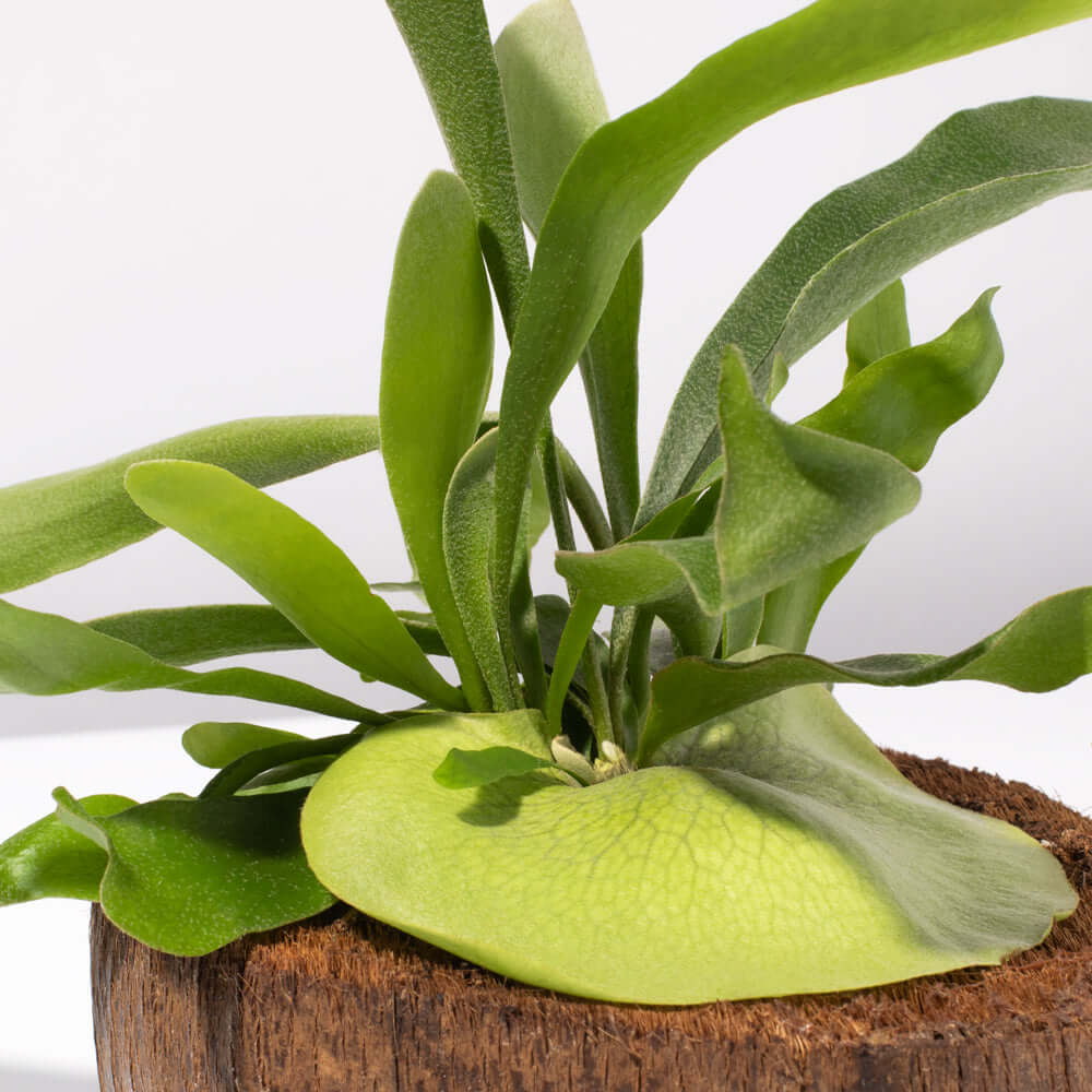 Staghorn Fern (Platycerium bifurcatum ‘Elkhorn’) - Cheeky Garden