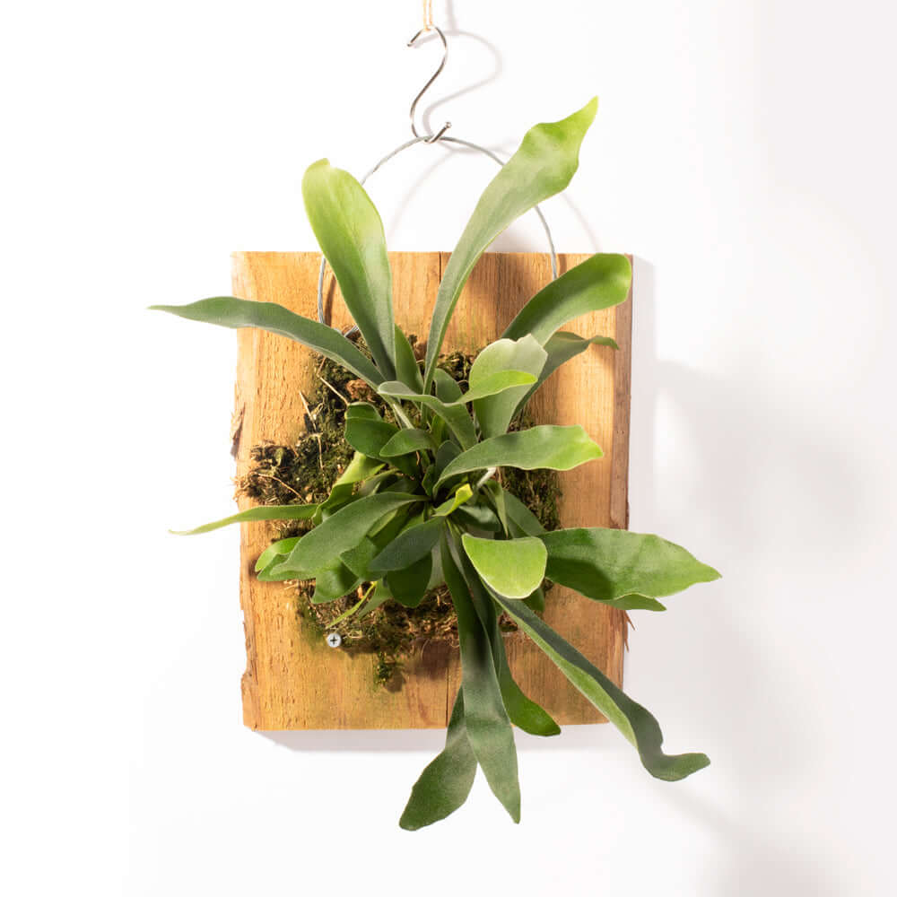 Staghorn Fern (Platycerium bifurcatum ‘Elkhorn’) - Cheeky Garden
