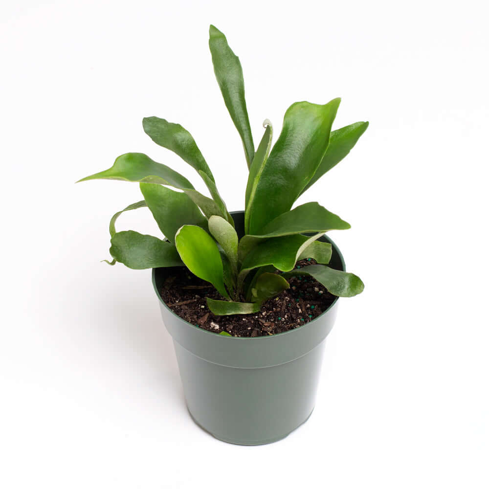 Staghorn Fern (Platycerium bifurcatum ‘Elkhorn’) - Cheeky Garden
