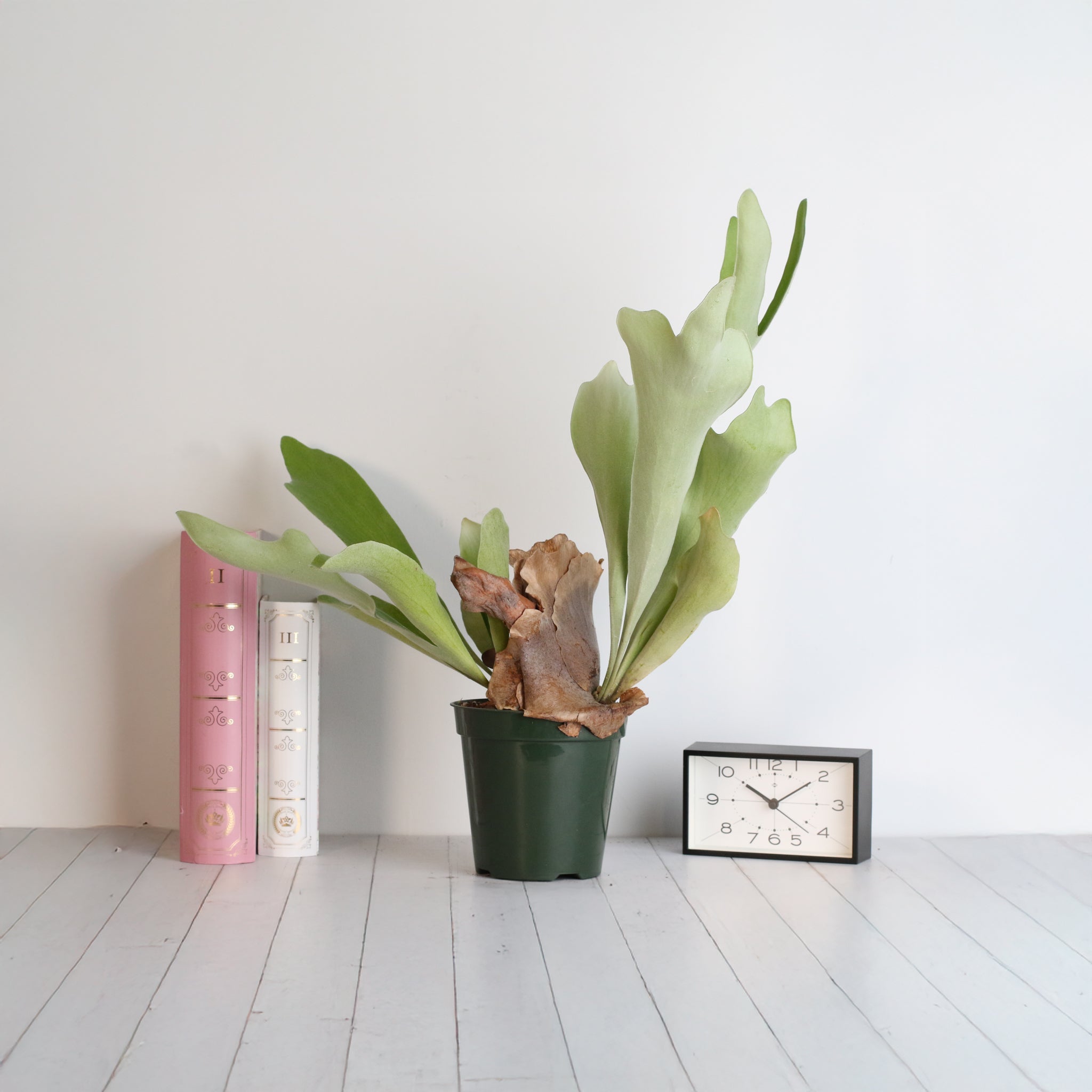 Staghorn Fern (Platycerium bifurcatum ‘Elkhorn’) - Cheeky Garden