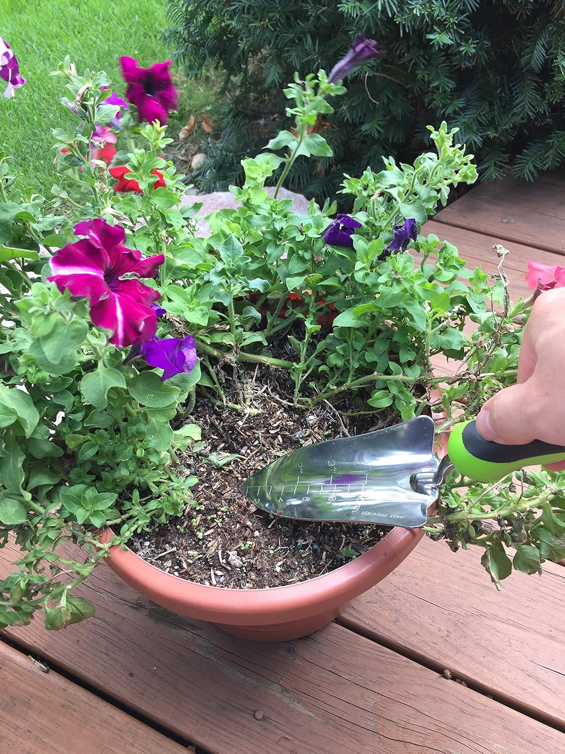 Stainless Steel Garden Transplanter Trowel - Cheeky Garden
