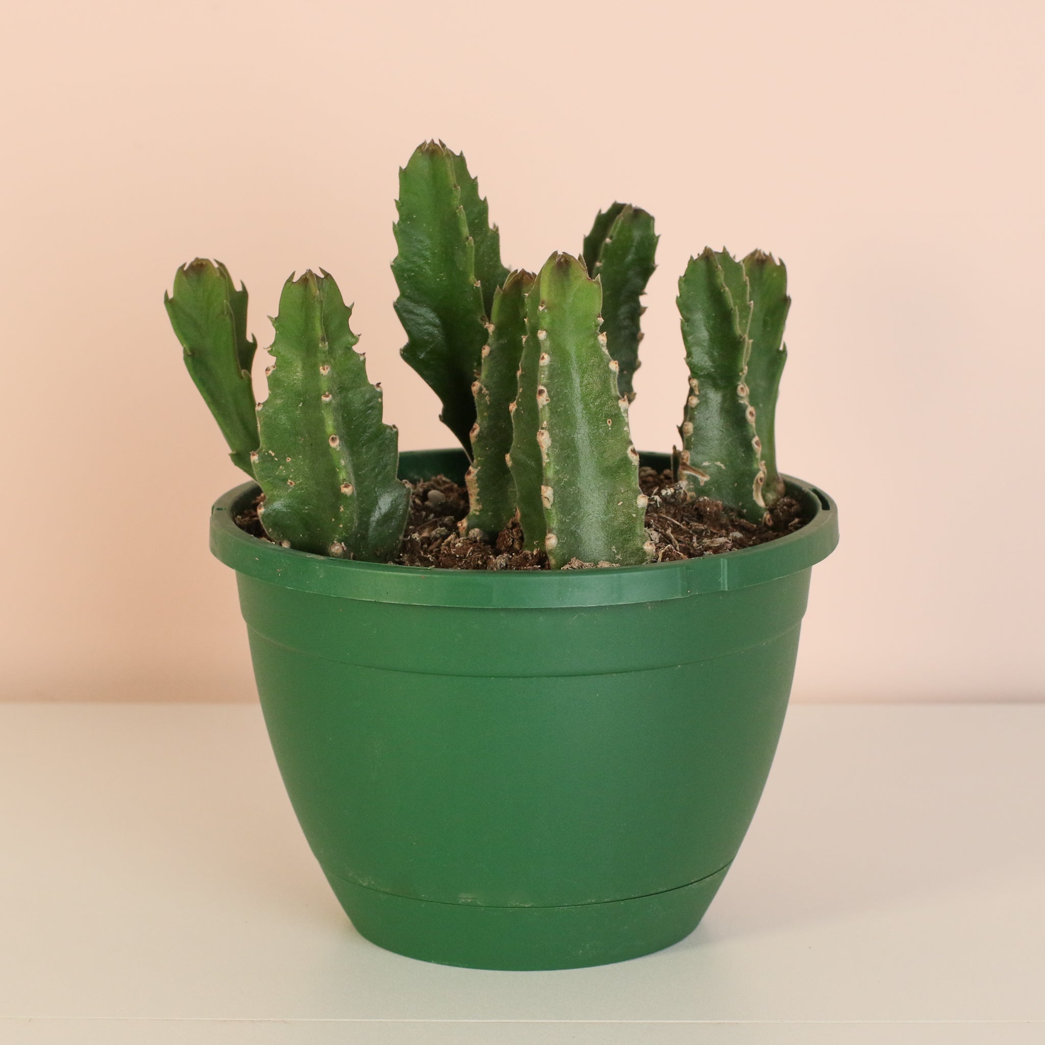 Stapelia Gigantea – Zulu Giant Starfish Succulent (Carrion Flower) - Cheeky Garden