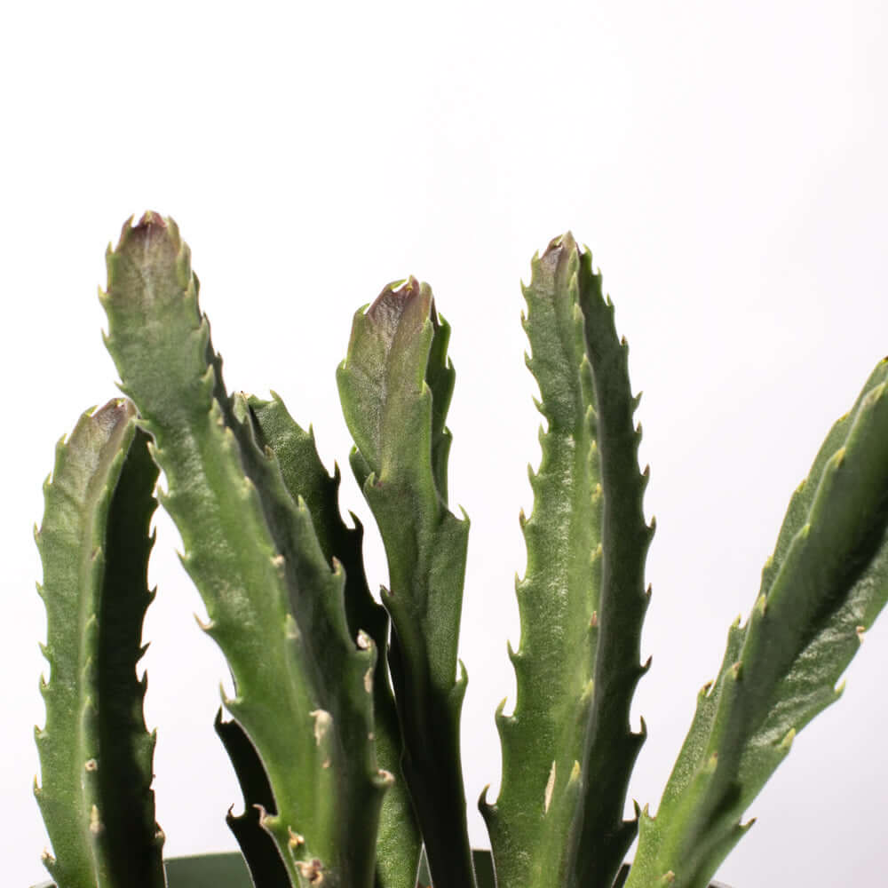 Stapelia Gigantea – Zulu Giant Starfish Succulent (Carrion Flower) - Cheeky Garden