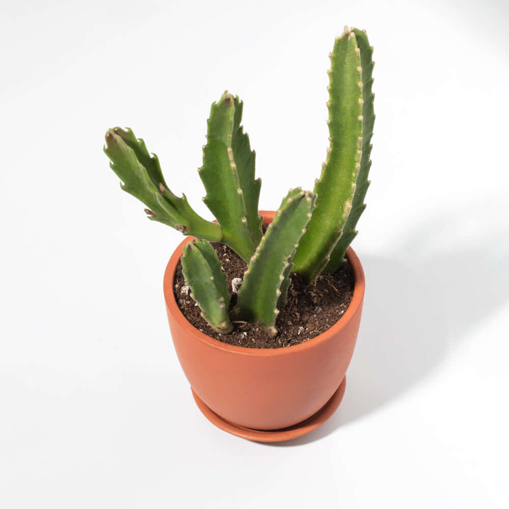 Stapelia Gigantea – Zulu Giant Starfish Succulent (Carrion Flower) - Cheeky Garden
