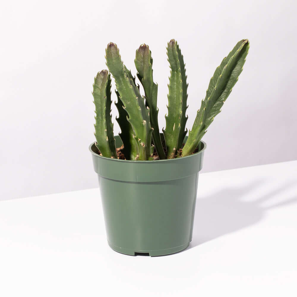 Stapelia Gigantea – Zulu Giant Starfish Succulent (Carrion Flower) - Cheeky Garden