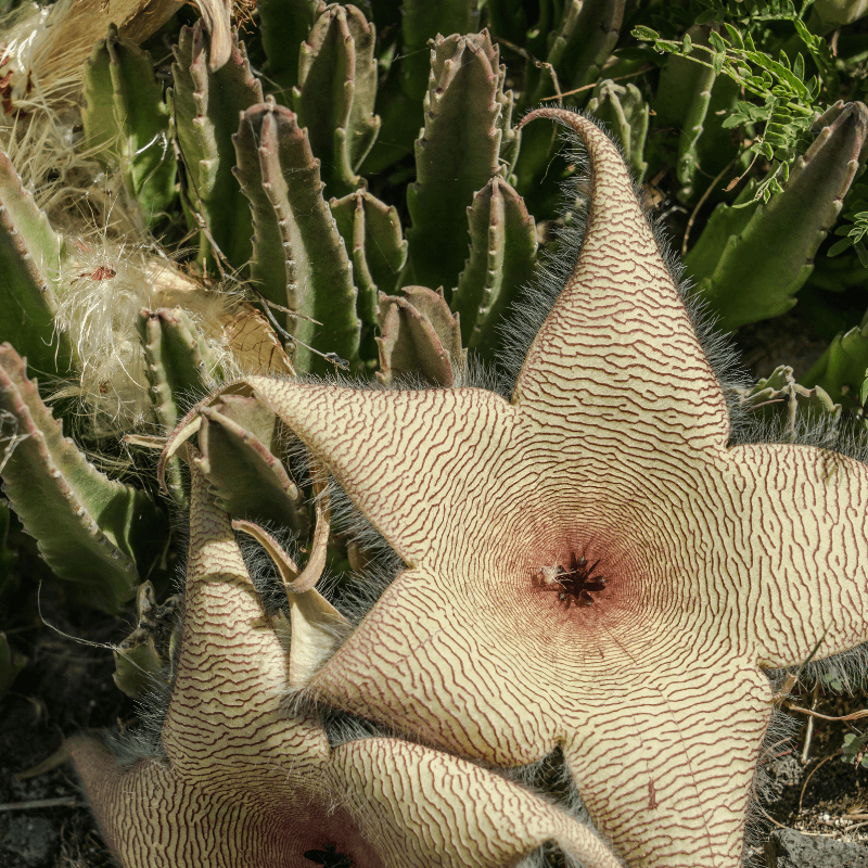 Stapelia Gigantea – Zulu Giant Starfish Succulent (Carrion Flower) - Cheeky Garden