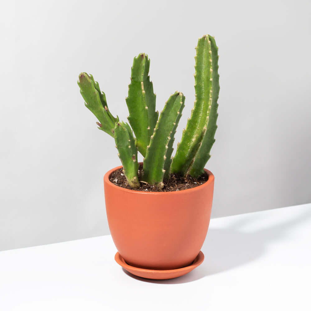 Stapelia Gigantea – Zulu Giant Starfish Succulent (Carrion Flower) - Cheeky Garden